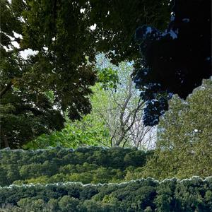 Trees in the Night (Part one) (Explicit)