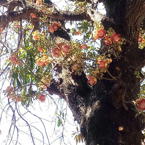 Сага об Индии