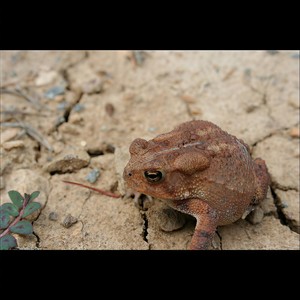 With Out You (OG Mix)