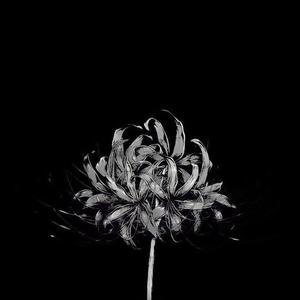 tears (feat. Vxlious)