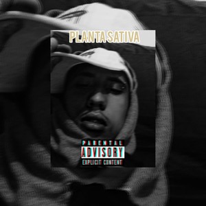 Planta Sativa