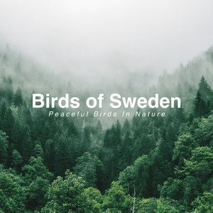 Beautiful Birds in Forest