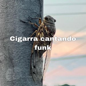 Cigarra Cantando Funk