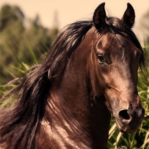 El Lirikal - Ponte en Sus Zapatos