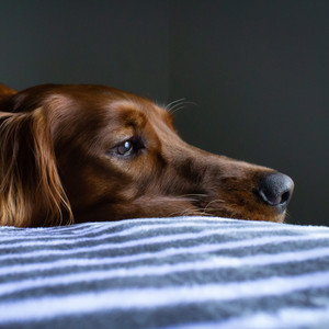 zariel - waiting for your text