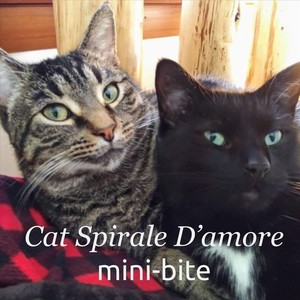 Cat Spirale D'amore Mini-Bite (feat. The Spirals)