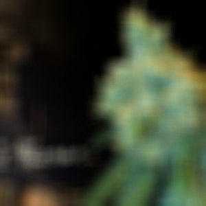 Jack Herer no Meu Brain (Explicit)