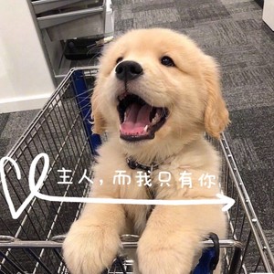 主人，而我只有你