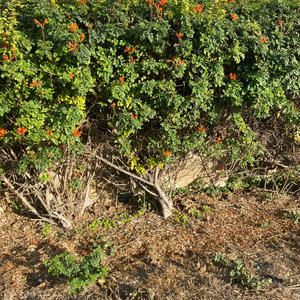 What (feat. lxstk1 & nineslay) (Explicit)