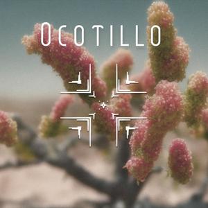 Ocotillo