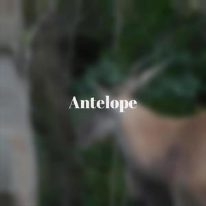 Antelope