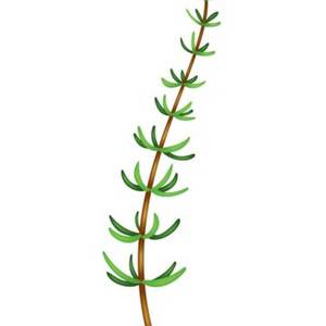 Dis Thyme (Explicit)