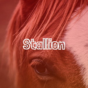 Stallion