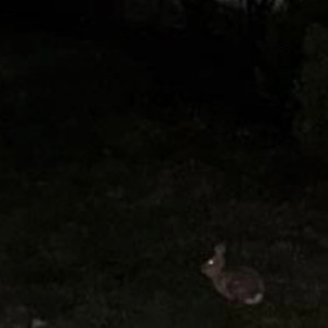 is it what you want?