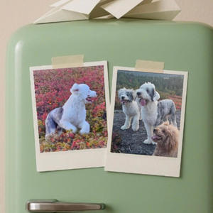 Butterflies Don't Jive With Snakes (Explicit)