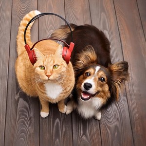 Comfort Tunes: Music for Pets' Relaxation