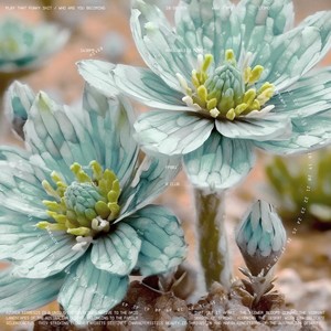 Play That Funky ****