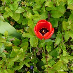 A Graveside Flower