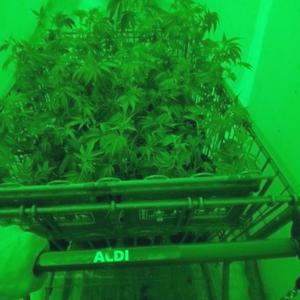 Green Light Special (Explicit)