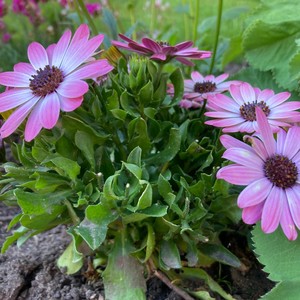 Memories of You(feat. Samuel Ward)(Trumpet)