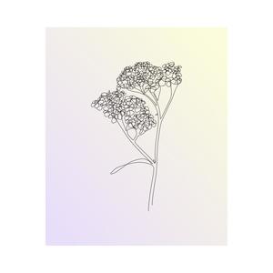 Yarrow