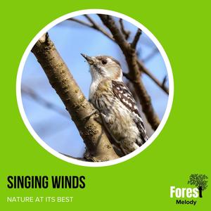 Singing Winds - Nature at its Best