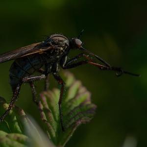 Lil Mosquito Disease - GAME OF FILO (feat. Submarine Man & Yung Schmoobin) (Explicit)