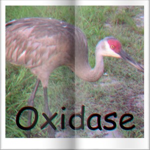 Oxidase