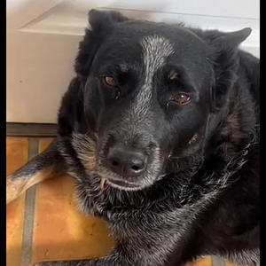 natalie siren you have been warned