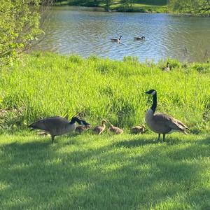 chasing (feat. zee3x) (Explicit)