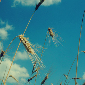 吟留别 (往事版)