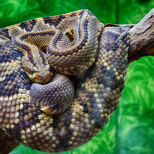 Snakes In The Grass (Explicit)