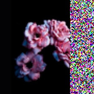 flowers are withering