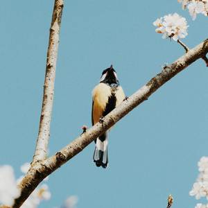 Flow Brutal (Explicit)