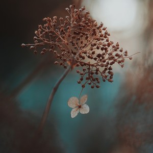 春天写给你的诗