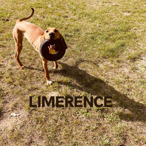 Limerence