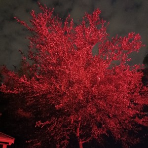 intentions (feat. jwillow) (Explicit)