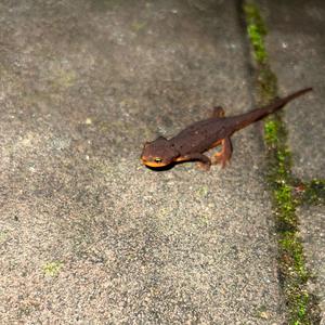 ((HIGH AF)) (Explicit)