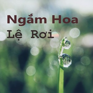 Ngắm hoa lệ rơi