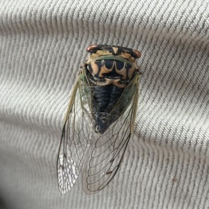 Yesterdaze (Unpluggd)