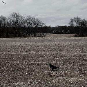 GUILLOTINE DREAMS (Explicit)