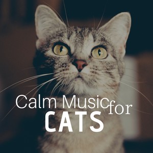 Calm Music for Cats