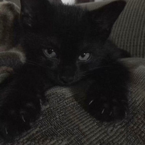 Totinos Totinos Hot Pizza Rolls