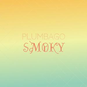 Plumbago Smoky