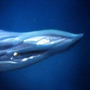 Up and Coming(feat. Dylan Longworth) (Explicit)