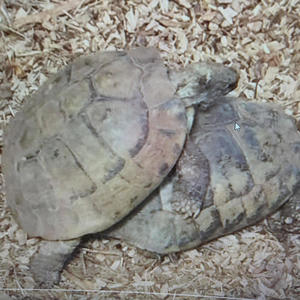 Two Turtles (feat. Pish Posh & Vulpecula) (Explicit)