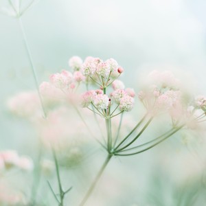 봄 그리고 바람 (Spring And Wind)