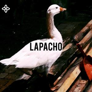 Lapacho