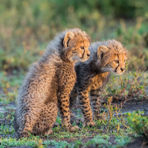 Baby Cheetahs