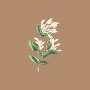 Wildflower